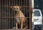 Supreme Court Takes Up Stray Dog Relocation Case