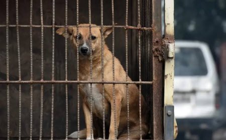 Unlikely Alliance: RSS Chief and Rahul Gandhi Defend Stray Dogs