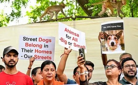 Supreme Court Likely to Deliver Verdict on Stray Dog Issue in NCR Today