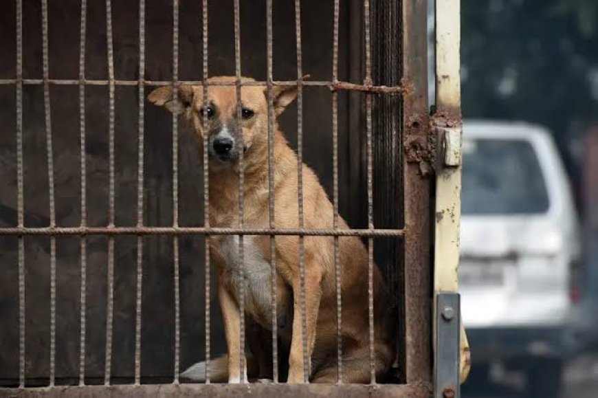 Supreme Court Takes Up Stray Dog Relocation Case