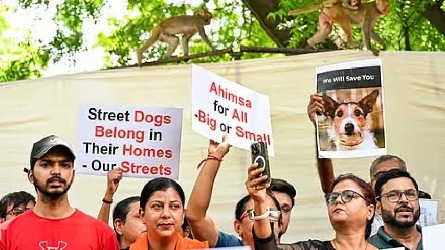 Supreme Court Likely to Deliver Verdict on Stray Dog Issue in NCR Today